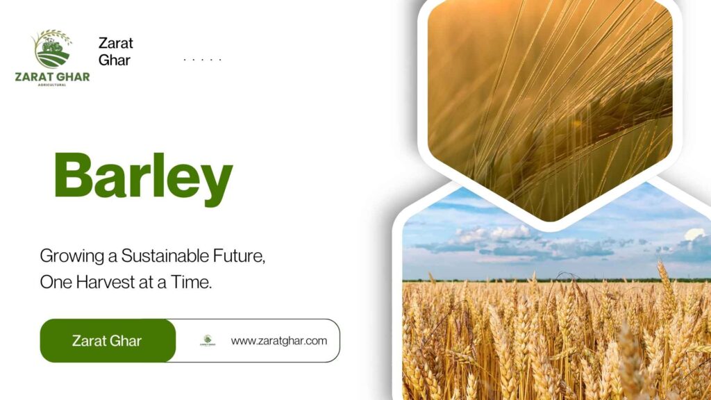 Barley Rate