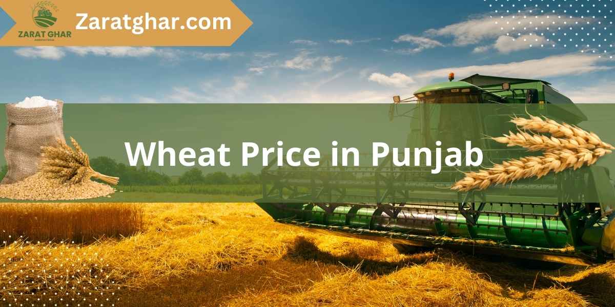 Wheat Rate in Punjab