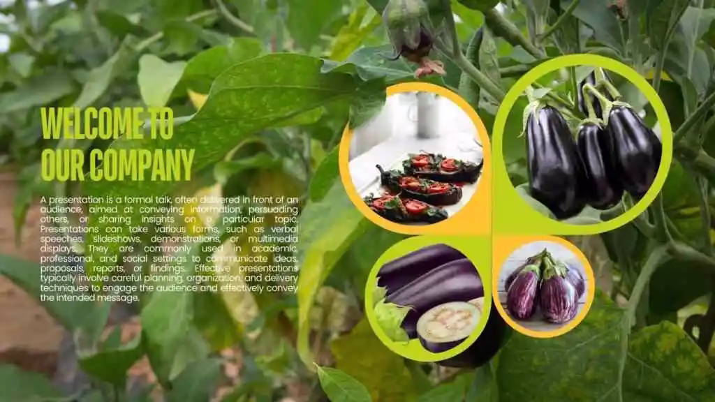 Aubergine Price