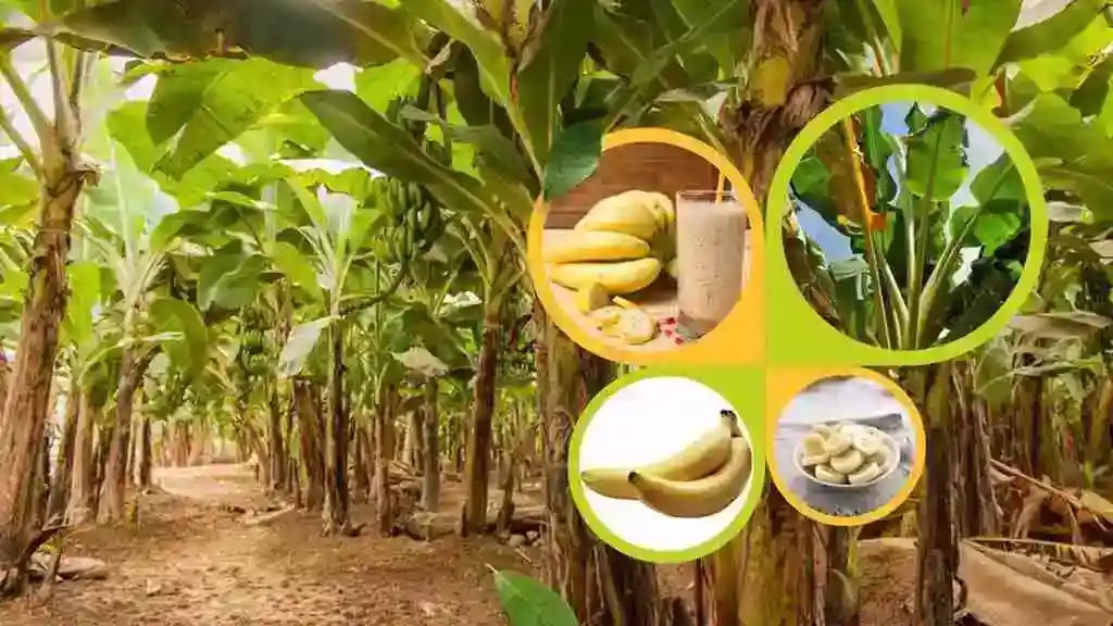 Banana Price