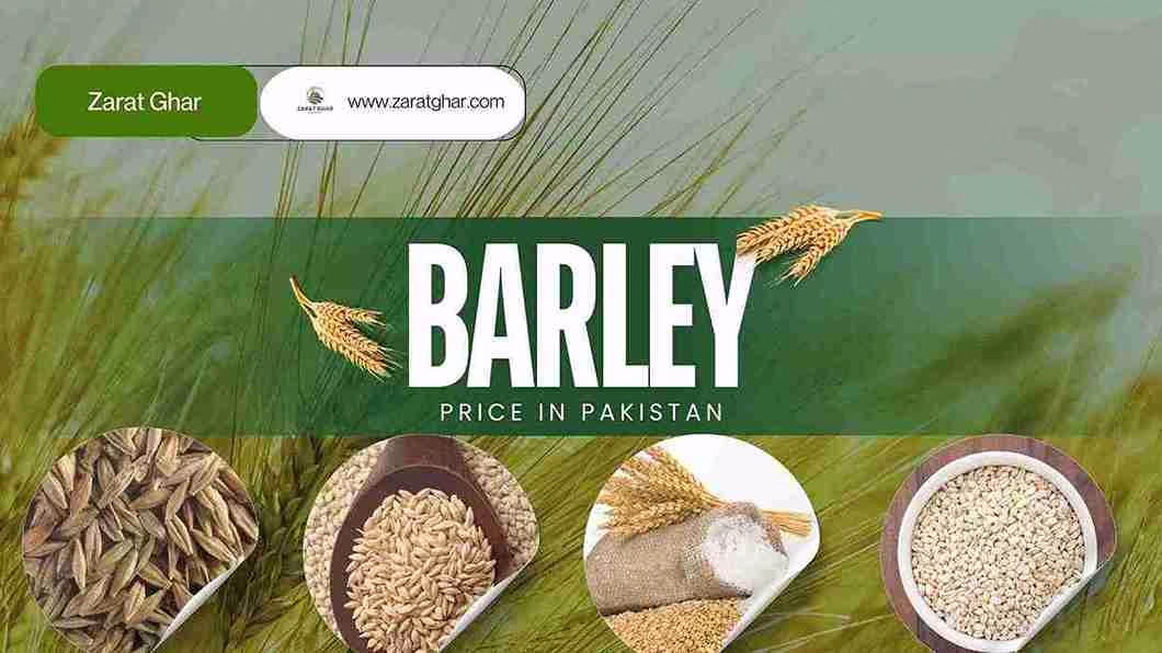 Barley Rate