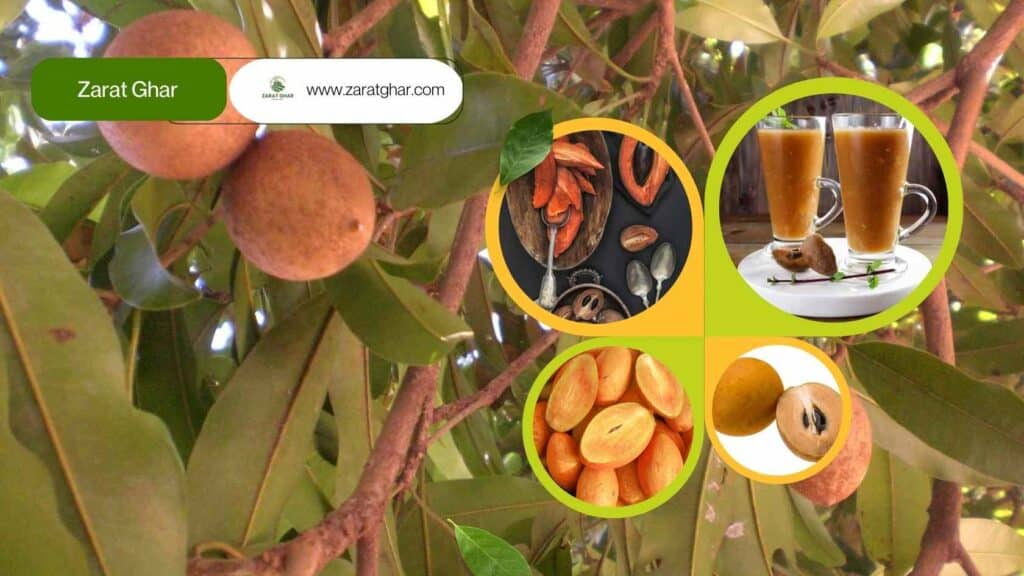 Chikoo seasonal availability and stock