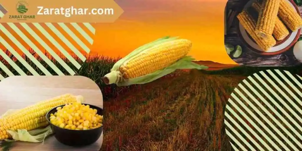 Corn Price Today