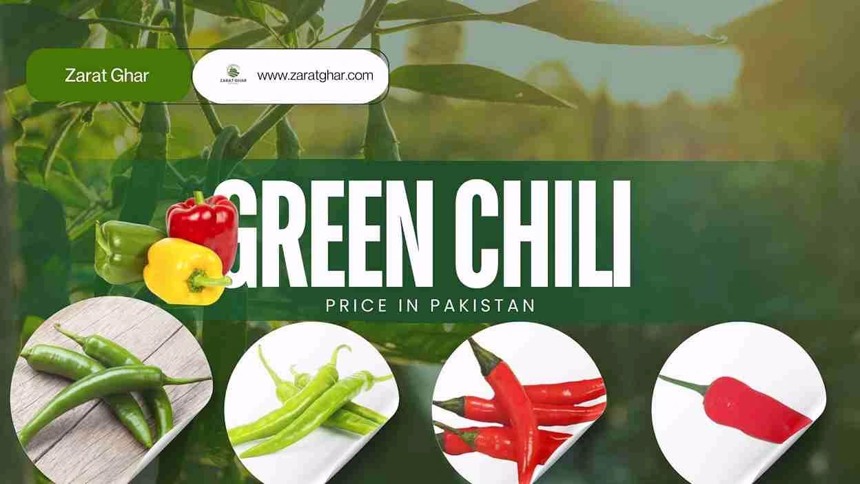 Green Chili price
