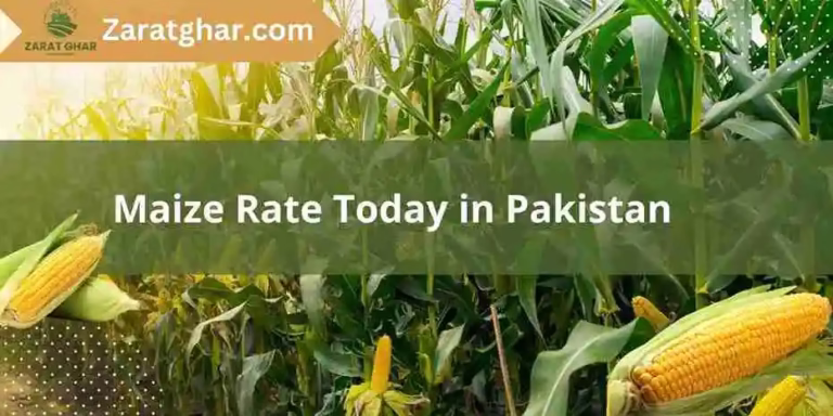 Maize Rate Today