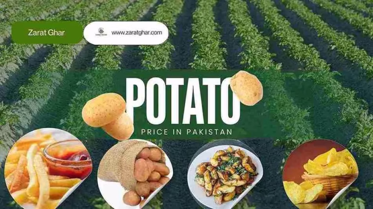 Potato Price Today