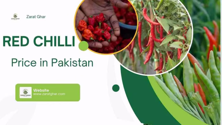 Red Chilli Rate