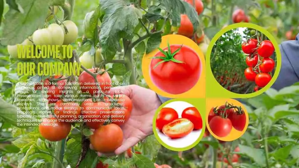 Tomato Price Today