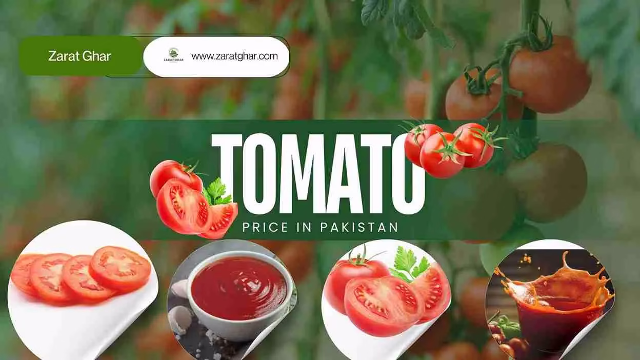 Tomato Price Today
