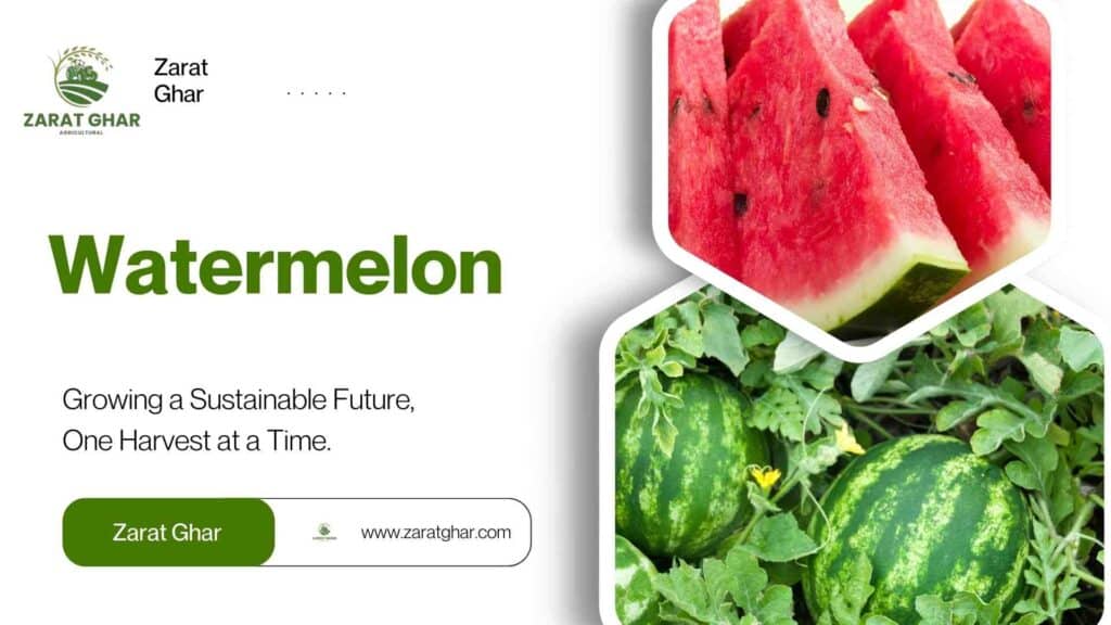 Watermelon Import Price Trends