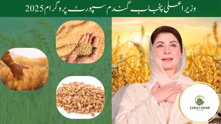 CM Punjab Wheat Support Scheme
