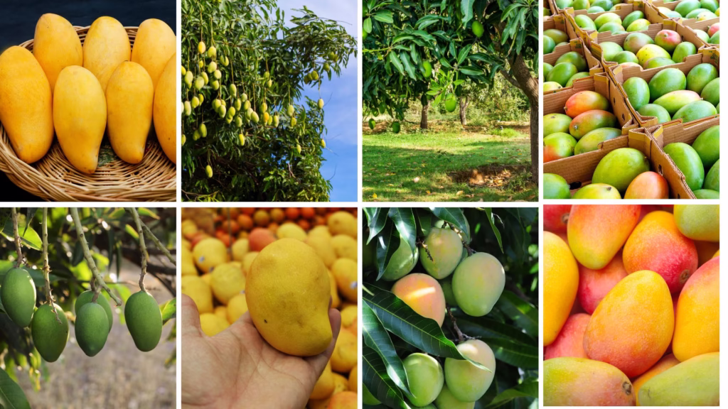 Mango Price in Pakistan