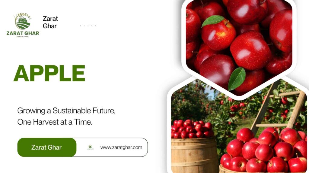 Apple Price