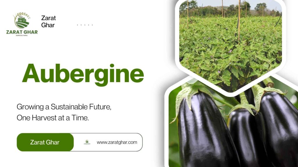 Aubergine Price