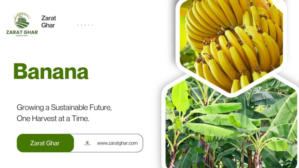 Banana Price
