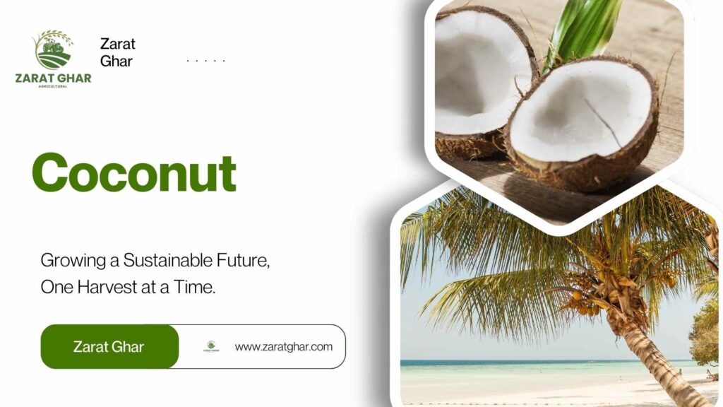Coconut Price