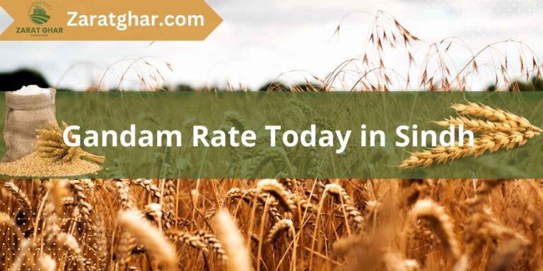 Gandam Rate Today