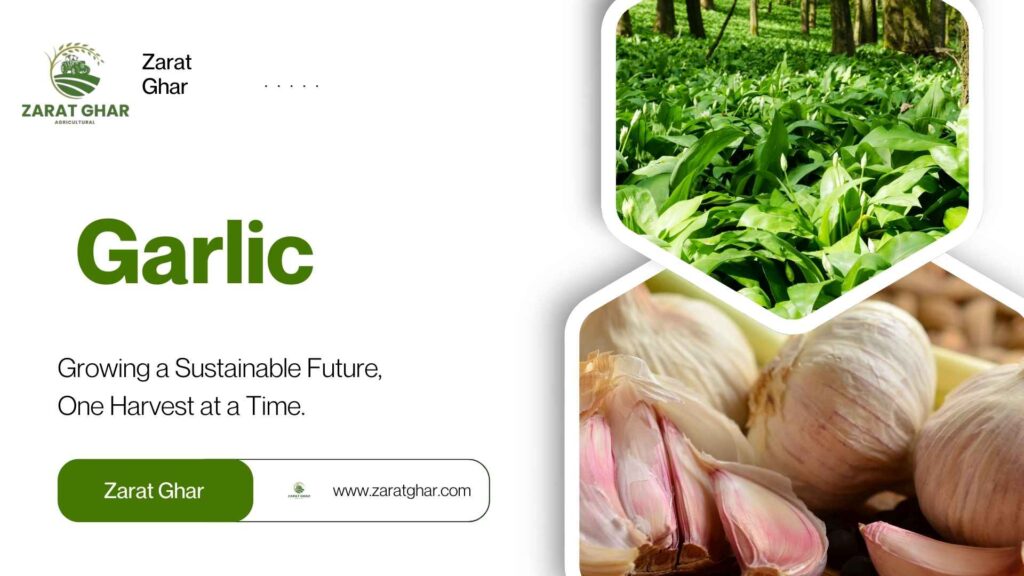 Garlic Price
