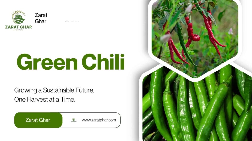 Green Chili Price