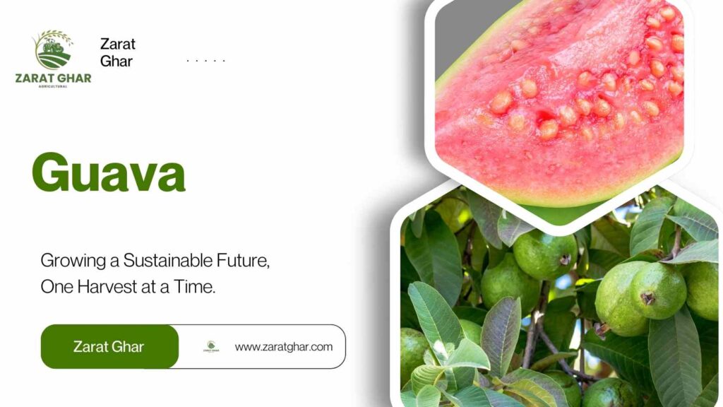 Guava Price