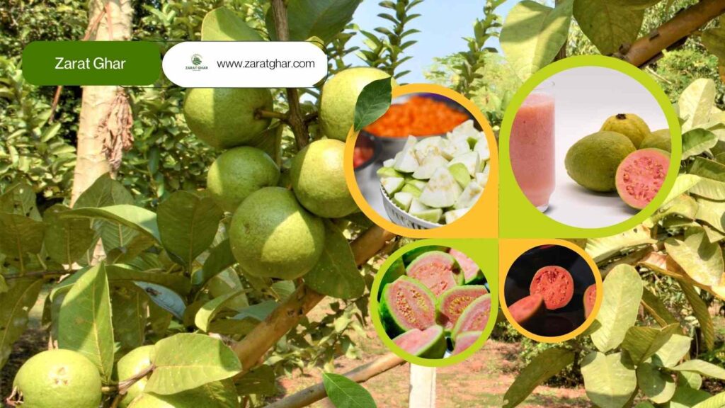 Guava Growing Season in Pakistan