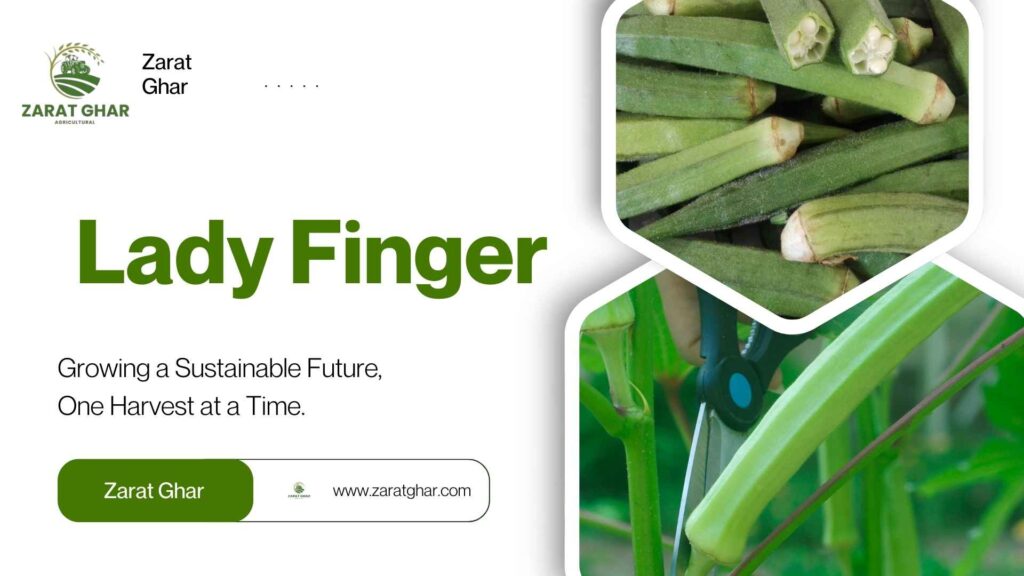 Lady Finger Price