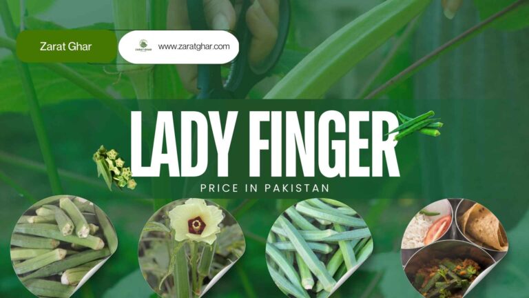 Lady Finger Price