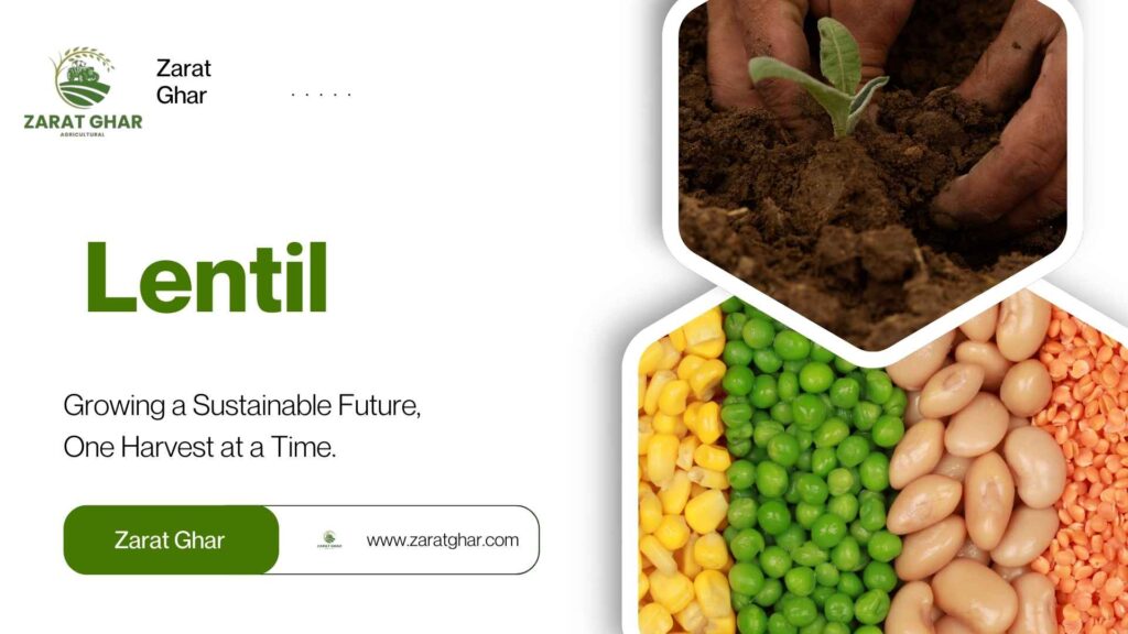 Lentil Rate