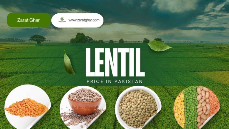 Lentil Rate in Pakistan | July 2025