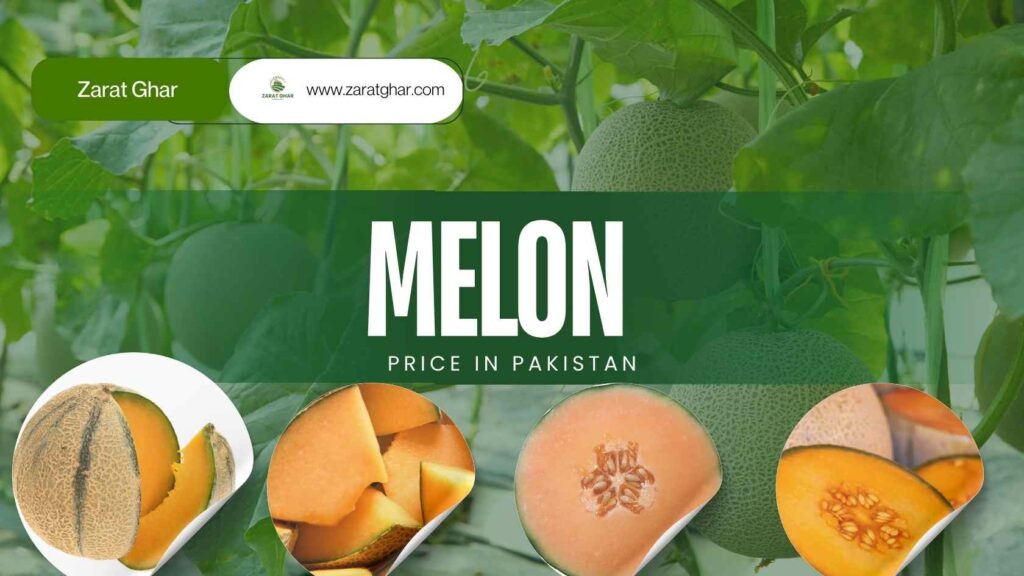 Melon Price