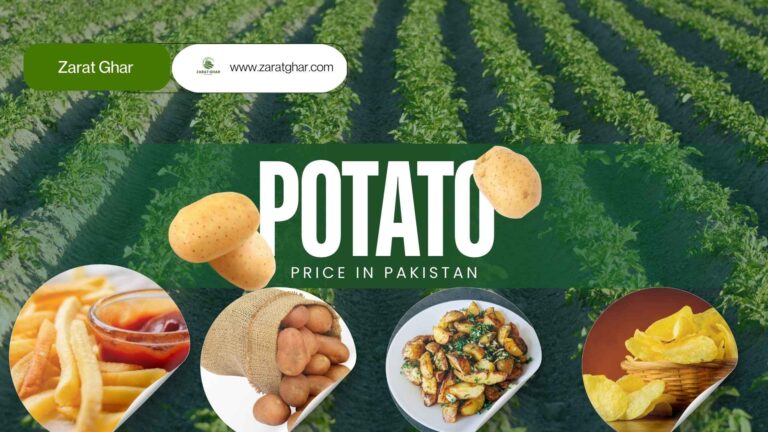 Potato Price Today