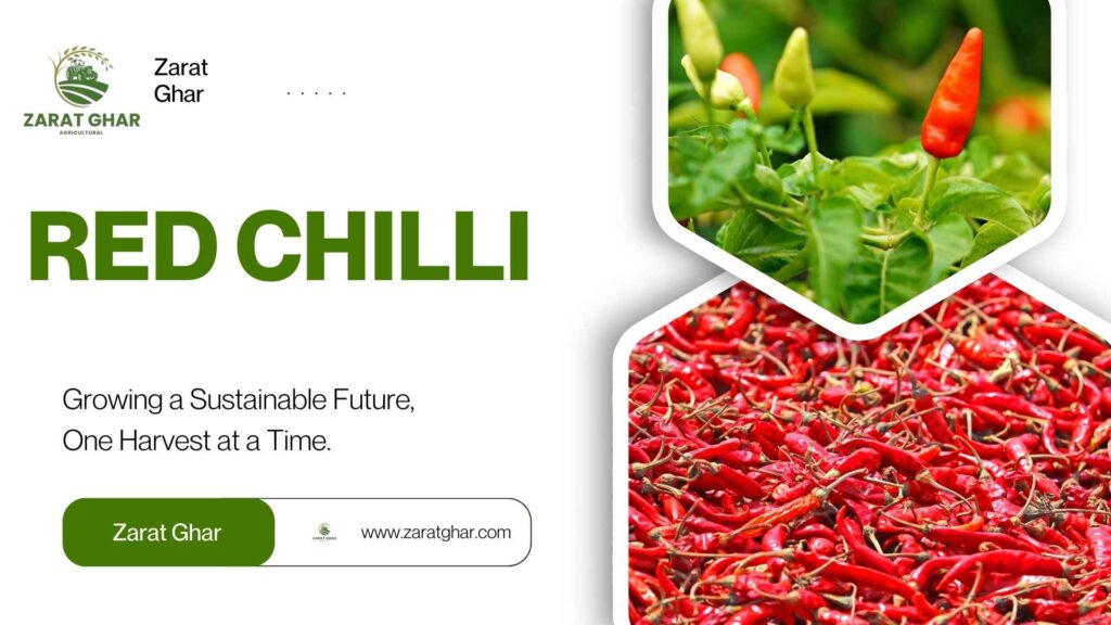 The Growing Season for Red Chillies