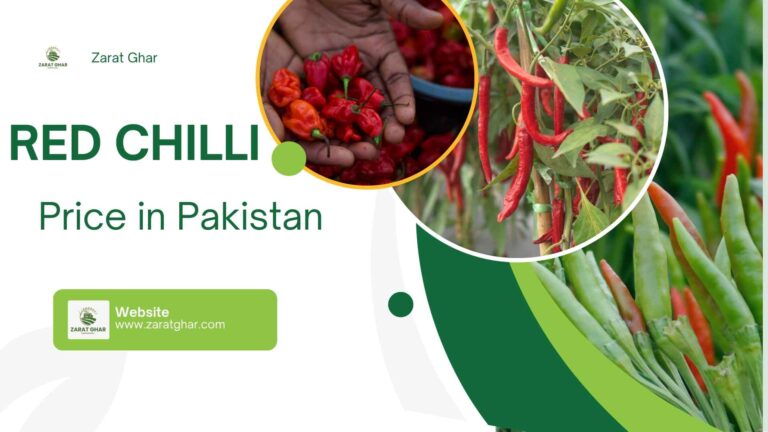 Red Chilli Rate