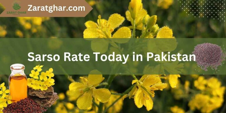 Sarso Rate Today in Pakistan