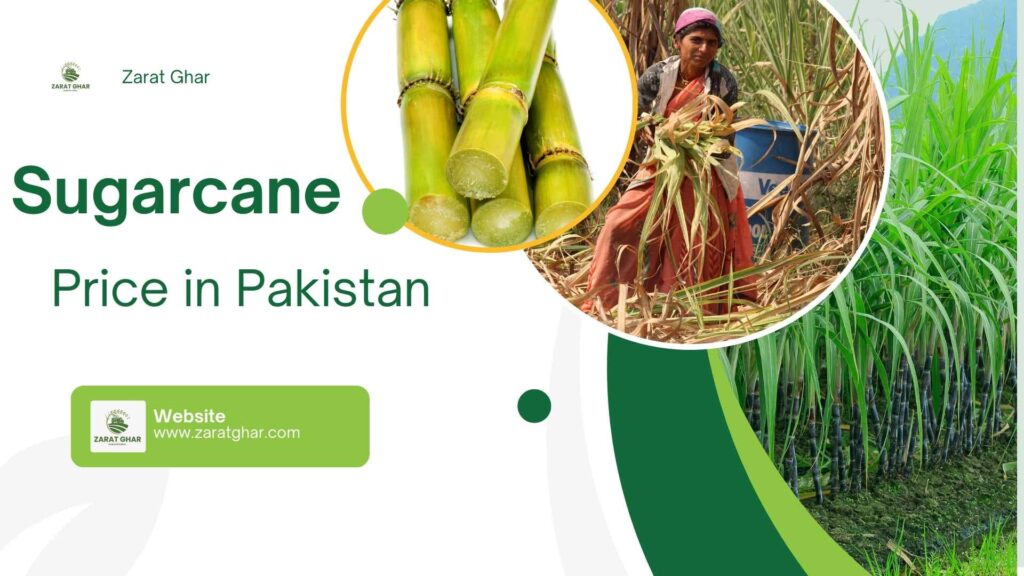 Sugarcane Rate in Pakistan