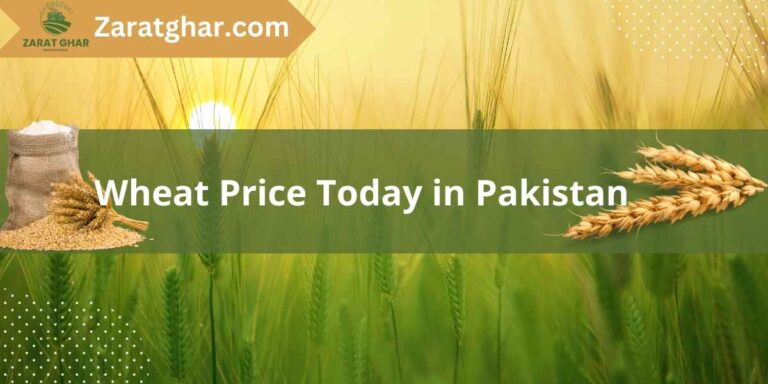 Wheat Price in Pakistan