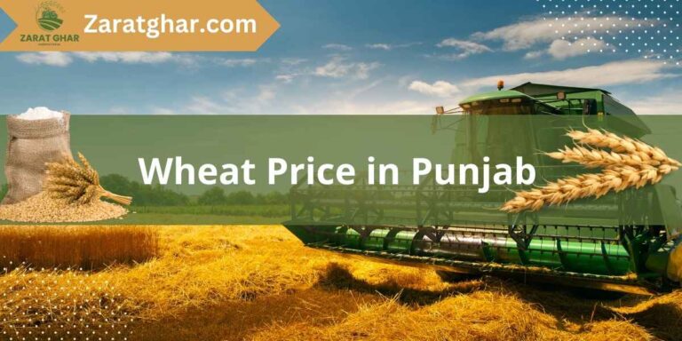 Wheat Price in Punjab