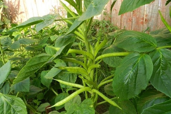 Guar Rate in Pakistan