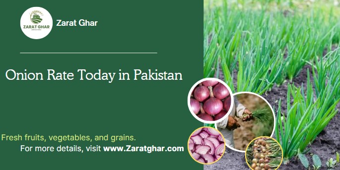 Onion Rate Today in Pakistan