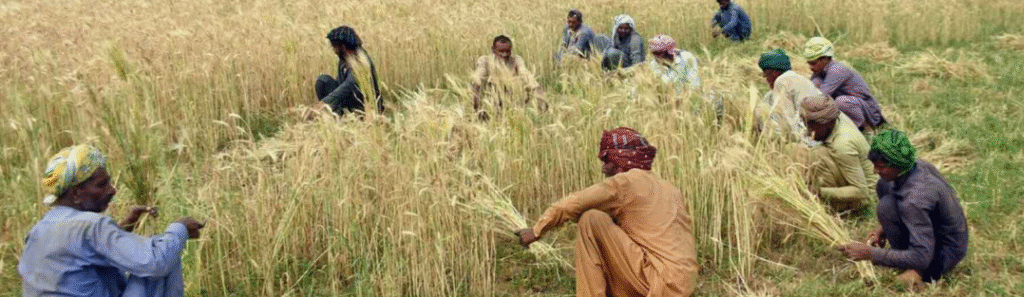 CM Punjab Wheat Support Program