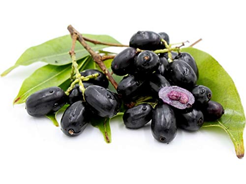 Syzygium / Jamun