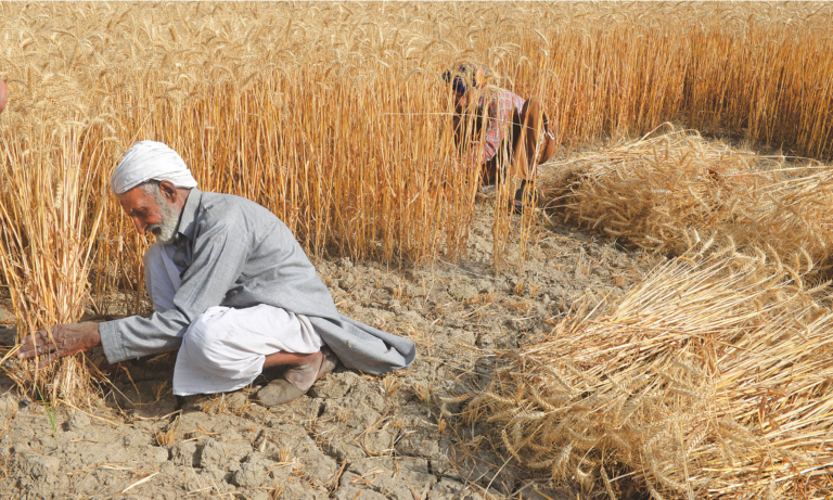 wheat crisis