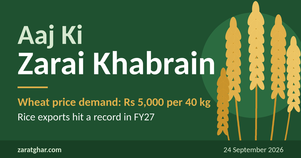 Zarat Ghar agriculture news Pakistan 24 September 2026, wheat support price demand and rice exports