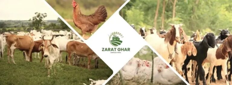 Live Stock Farming