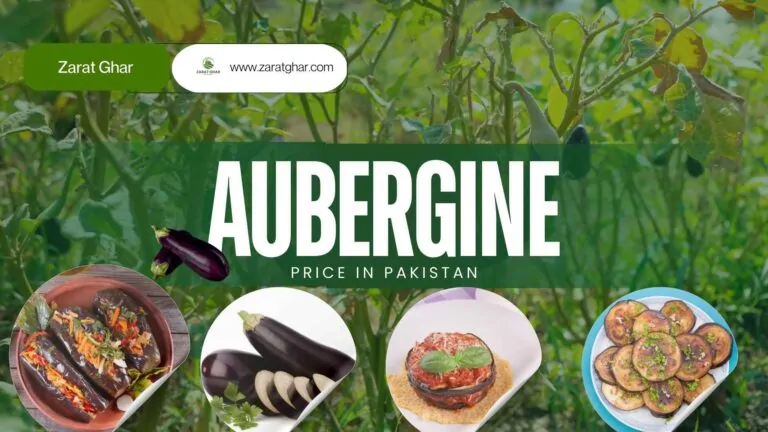 Aubergine price