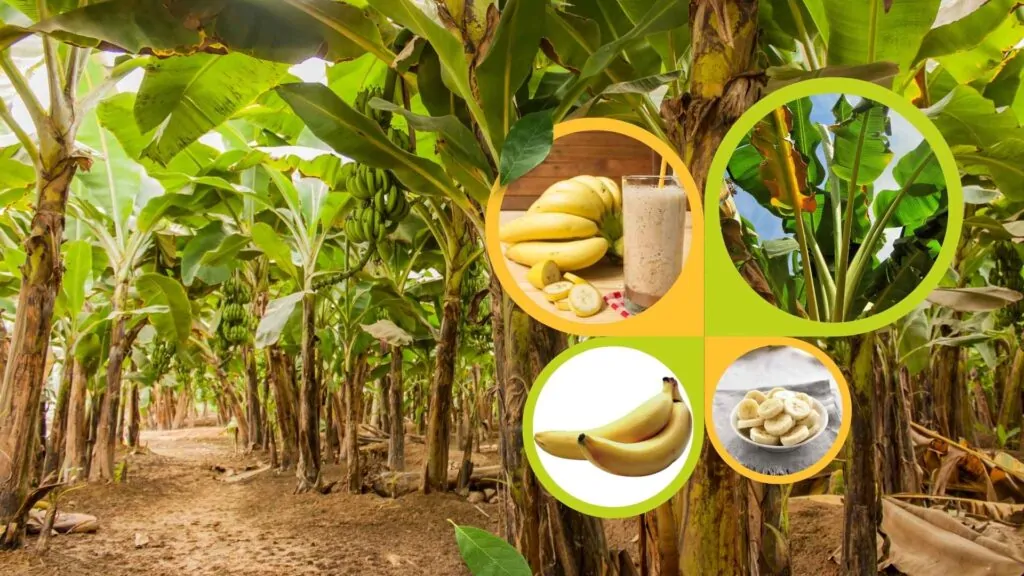 Season of Growing Bananas in Pakistan