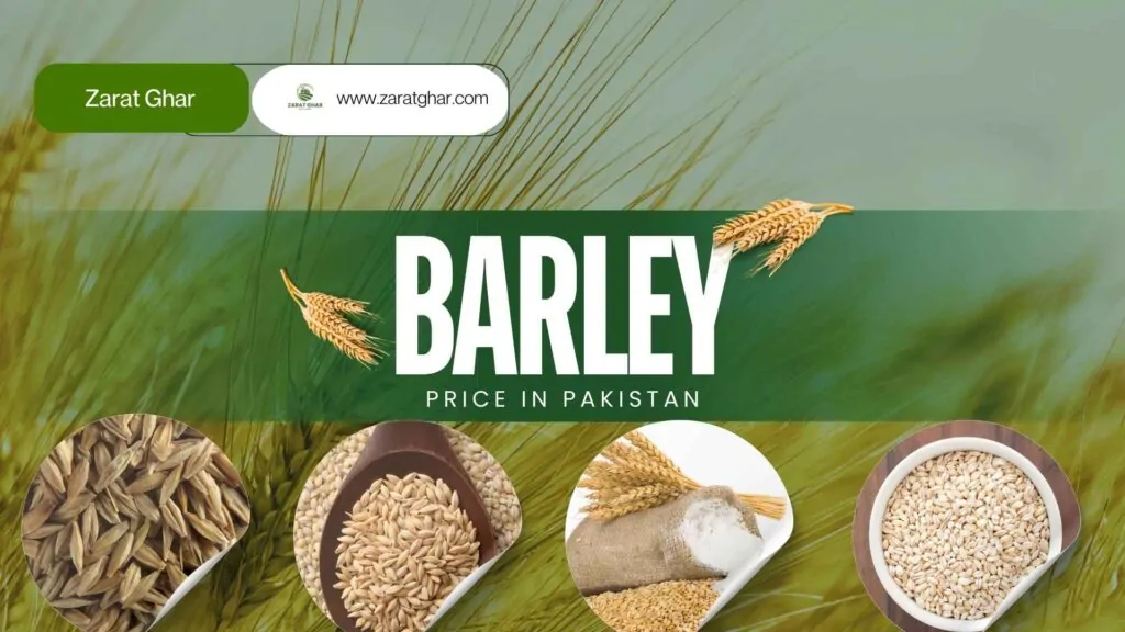 Barley Rate