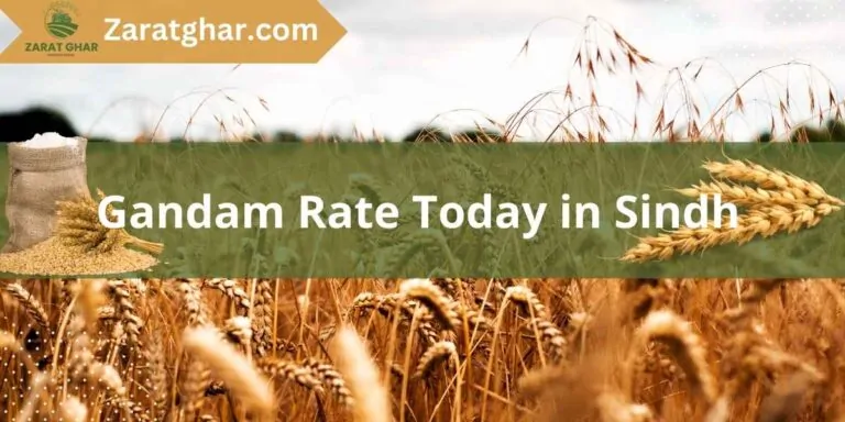 Gandam Rate Today