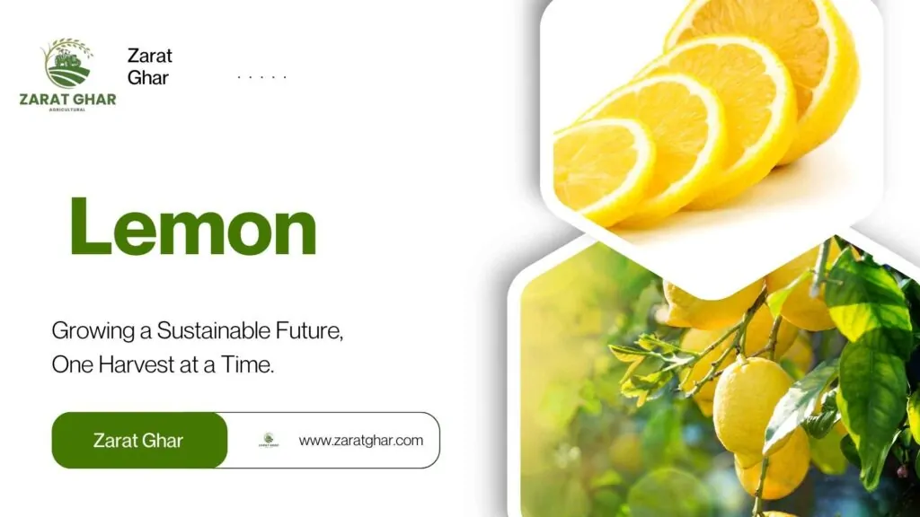 Lemon Price