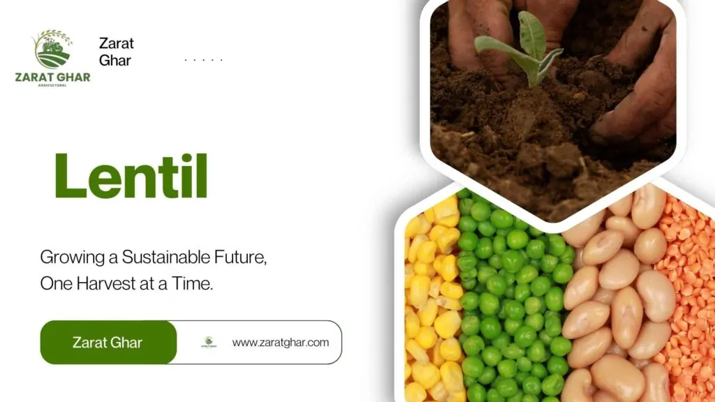 Lentil Rate